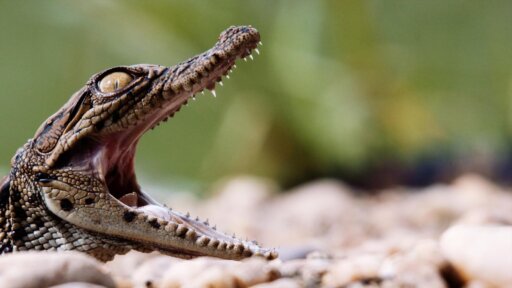 Sanctuary | Katavi: Africa's Fallen Paradise -- Mass Crocodile Hatching