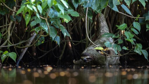 Saving The Slowest Mammal on Earth | In Her Nature -- Rare Footage of Sloth Drinking Water