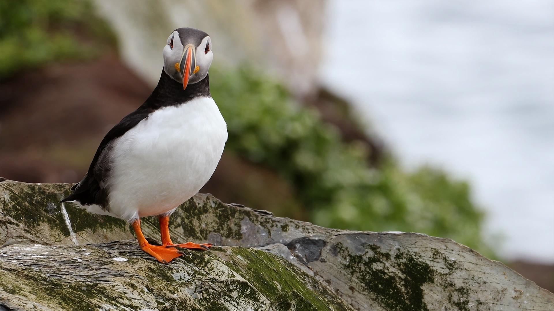 An Iceland Community Rallies to Save Lost Baby Puffins