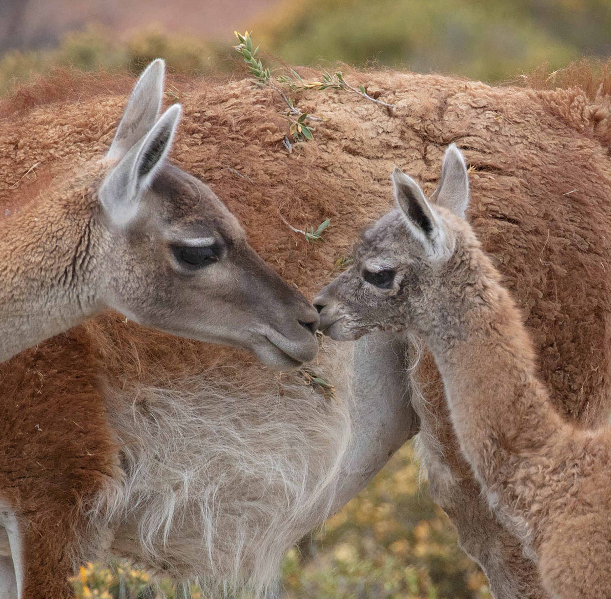 To Protect Patagonia, We Must Protect Guanacos | Blog | Nature | PBS