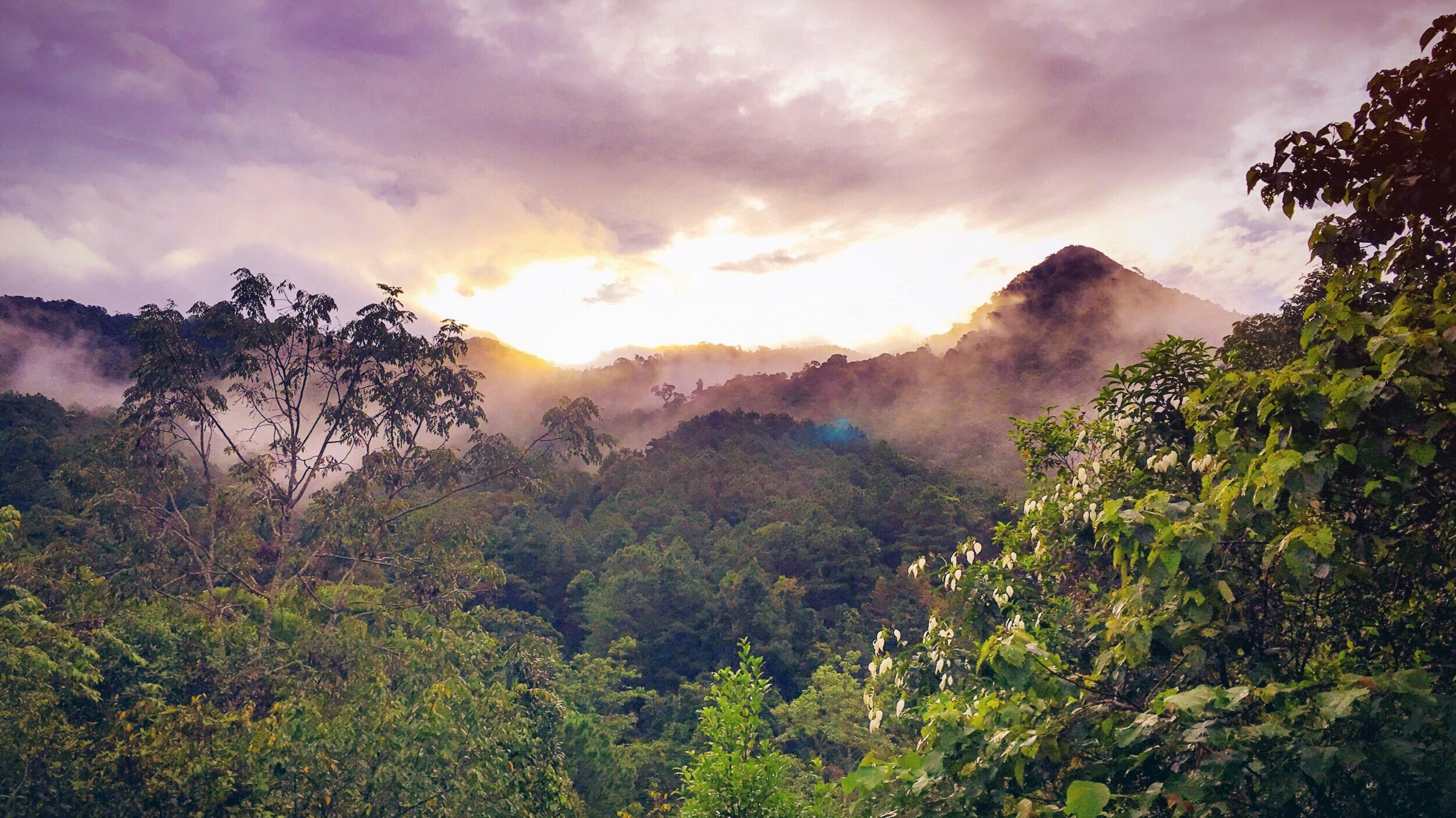 Les pays du Sud mondial peuvent-ils se libérer du piège de la déforestation? | Blog | Nature