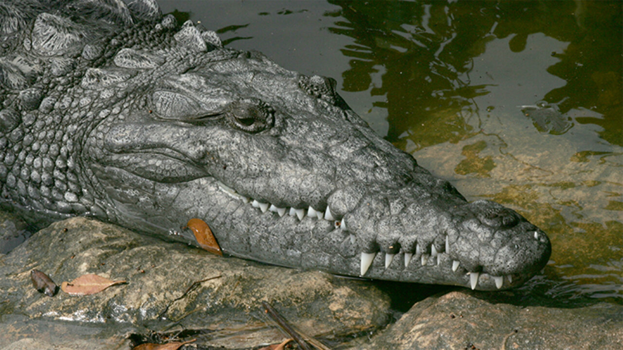 Guess! Alligator or Crocodile?