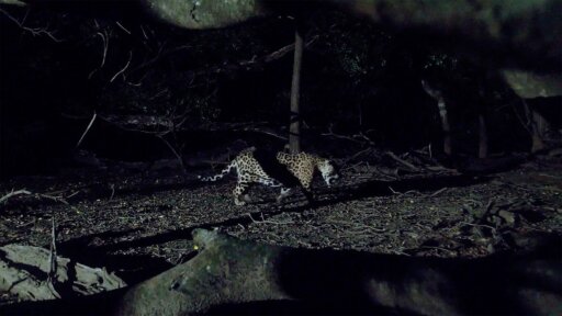 Jaguar Beach -- How Filmmakers Used Camera Traps to Film Wild Jaguars
