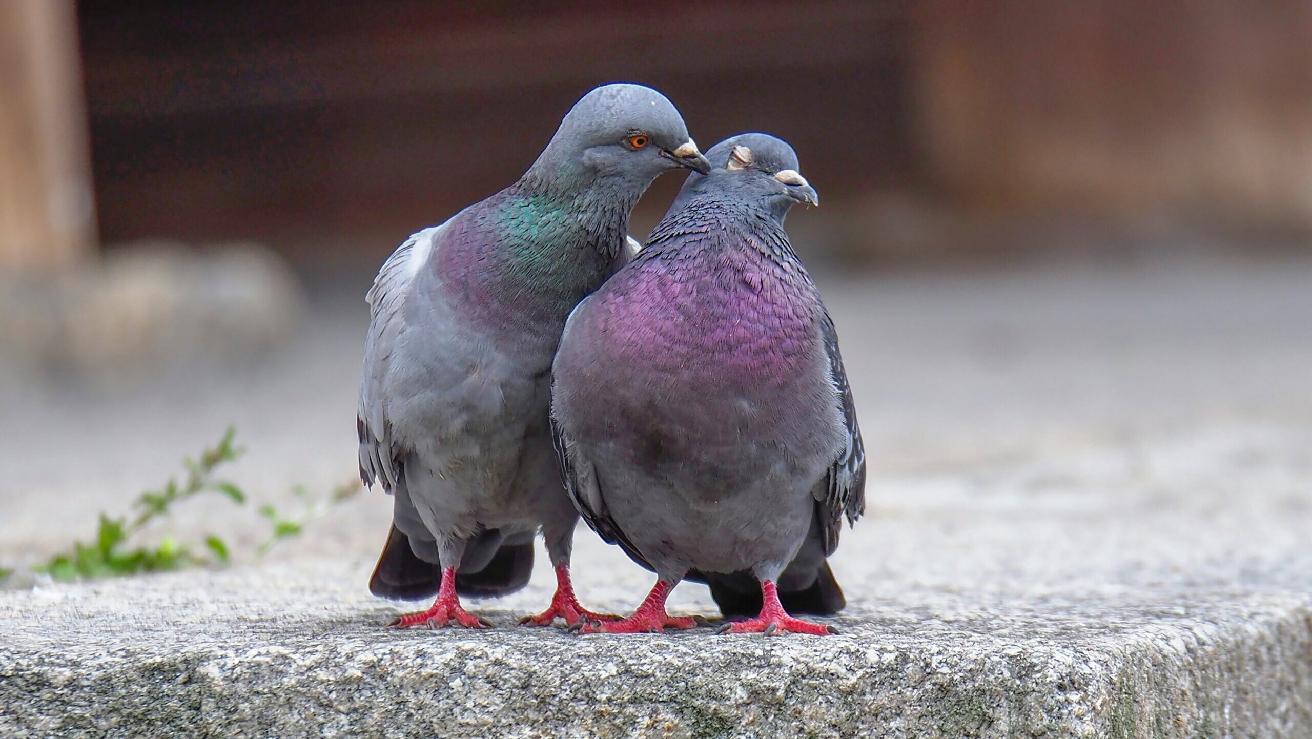 Pigeon Fact Sheet