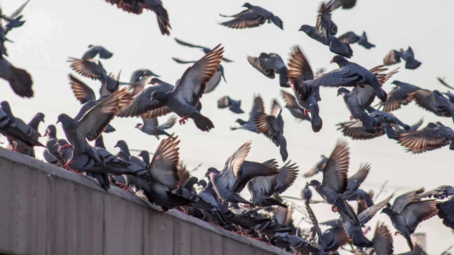 Pigeon Example Pigeon Fact Sheet | Blog | Nature | PBS