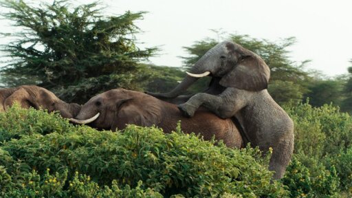 Tusker: Brotherhood of Elephants -- Brotherhood of Giants