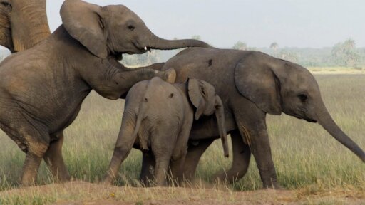 Tusker: Brotherhood of Elephants -- How Elephants Learn to Mate