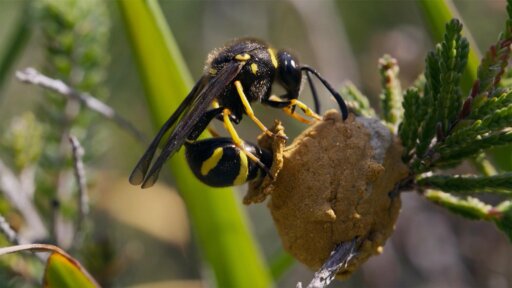 Grasslands | Parenthood -- Wasps Feed Live Caterpillars to Young