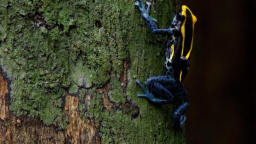 Freshwater | Parenthood -- Frog Dad Goes to Extreme Heights