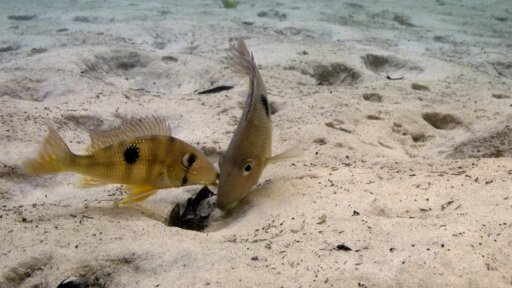 Freshwater | Parenthood -- Fish Parenting 101: Mom vs. Dad