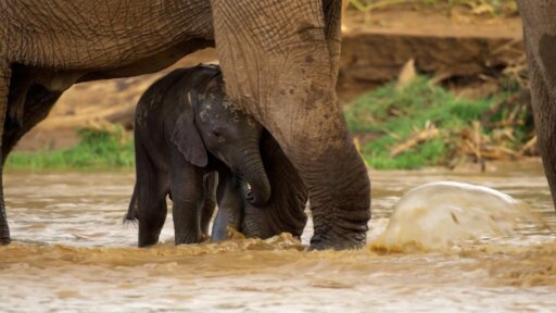Freshwater | Parenthood -- Elephant Mom Saves Baby From Flood