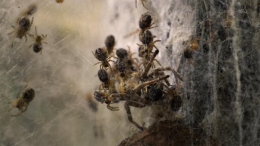The Greatest Adventure | Parenthood -- Spider Mother Devoured by Children