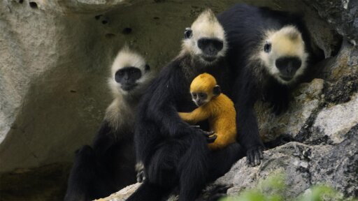 Jungles | Parenthood -- A Mother’s Escape: A Langur’s Dangerous Climb