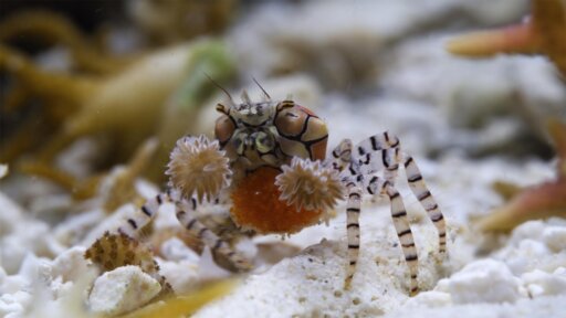 The Greatest Adventure | Parenthood -- How This Crab Mom Fights With Living Weapons