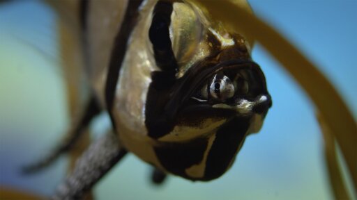 Oceans | Parenthood -- Why This Fish Dad Fasts for a Month