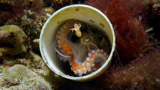 Oceans | Parenthood -- Octopus Mother Propels Her Young to Freedom