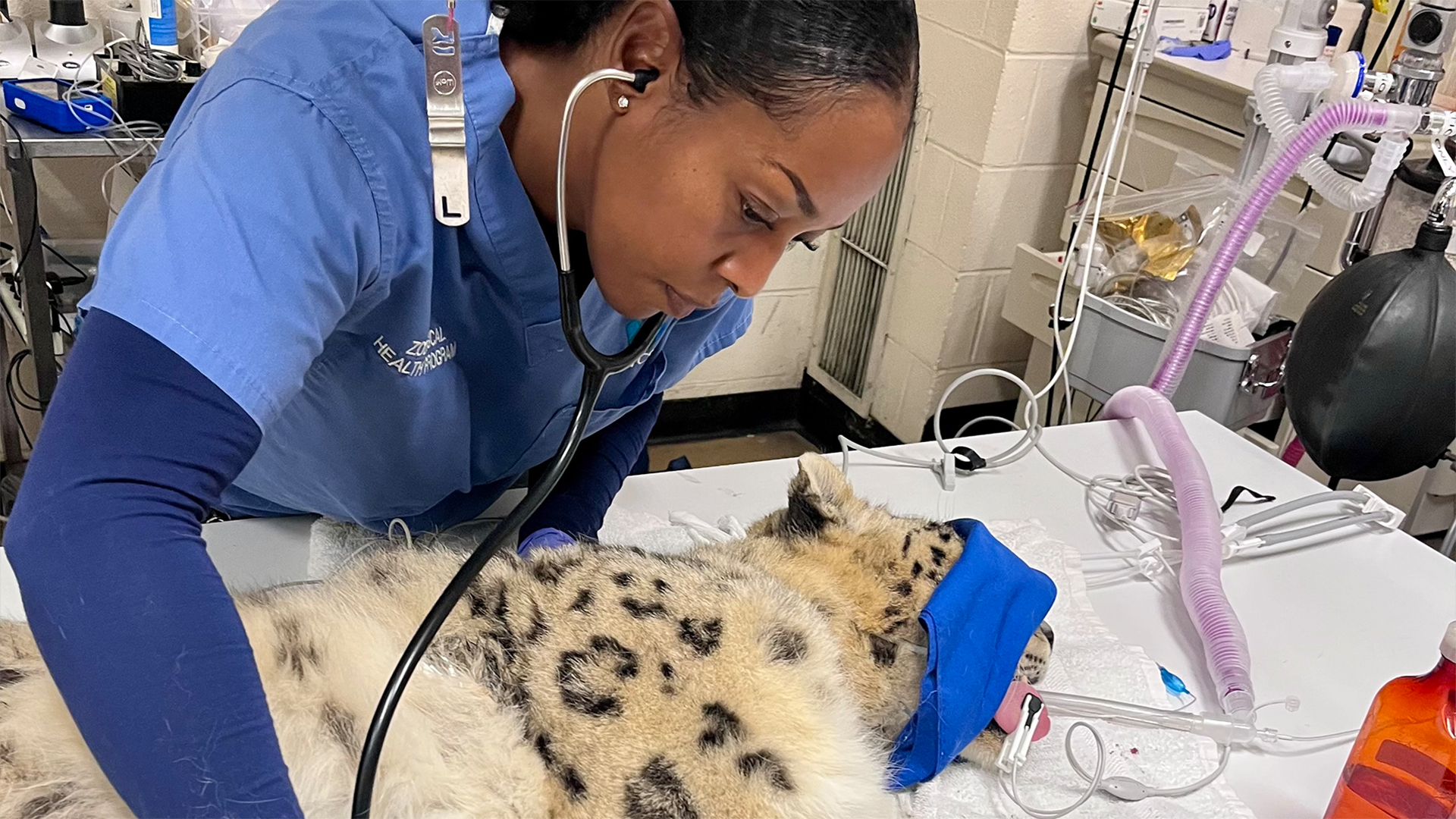 A Career in Wildlife Medicine Is Its Own Reward | Blog | Nature | PBS