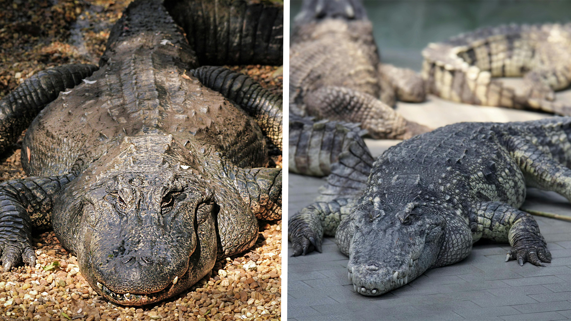 Alligator vs. Crocodile: What’s the Difference?