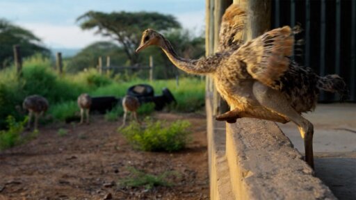 Baby Steps | Becoming Elephant: The Orphans of Reteti -- Ostrich Chick Learns to Walk