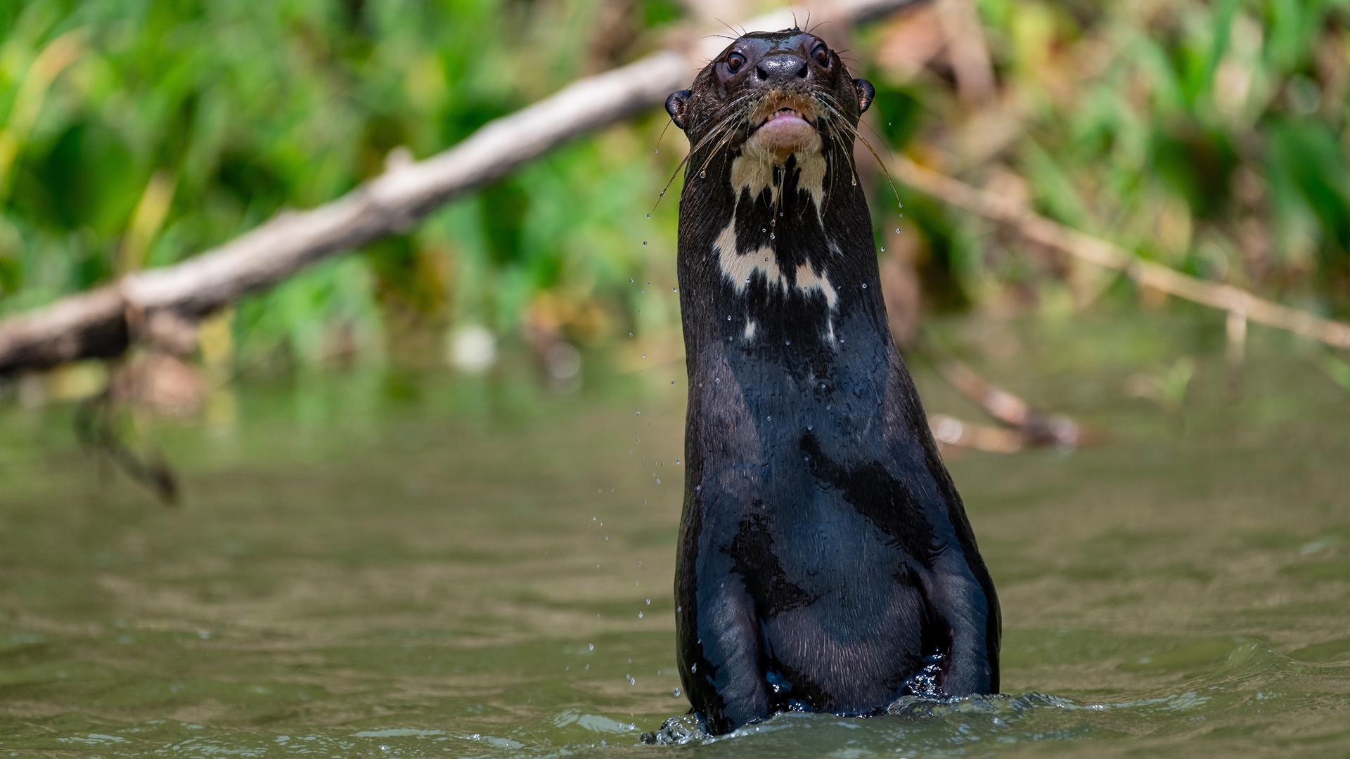 To Save Migratory Species, Conservation Must Cross Borders | Blog | Nature | PBS