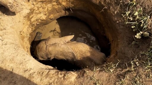 Graduation Day | Becoming Elephant: The Orphans of Reteti -- Saving a Trapped Elephant Calf