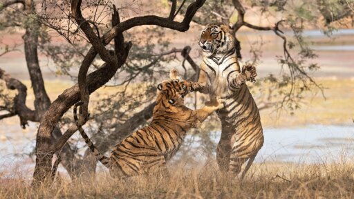 Legendary Tigers of India -- Tiger Mom Fights to Protect Her Cubs