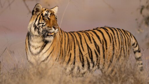 Legendary Tigers of India -- Poachers Return: How Trust Made India’s Tigers Vulnerable