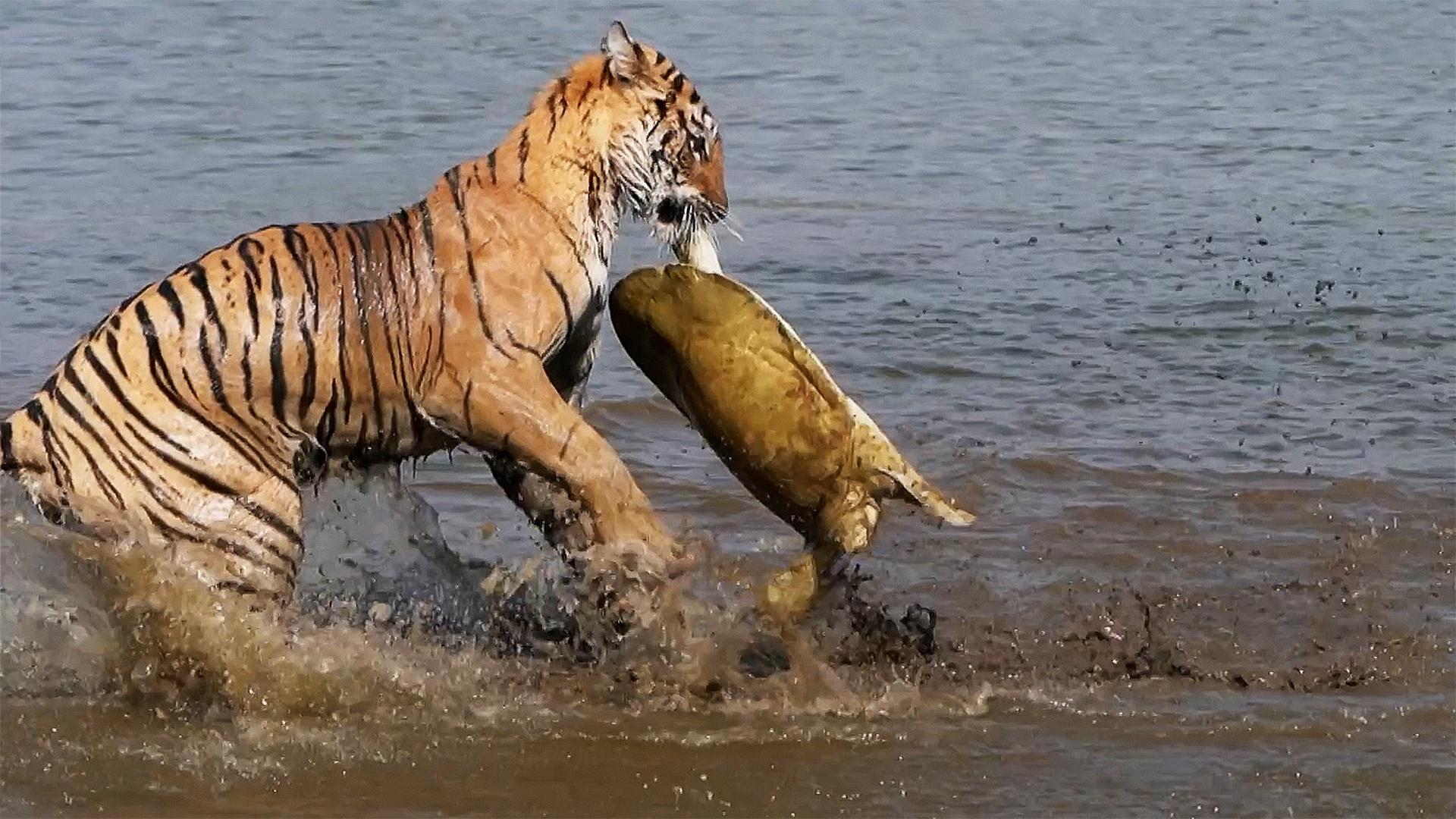 Pregnant Tiger Arrowhead Hunts Turtle and Escapes Crocodile Attack in Lake Encounter