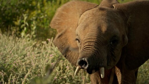Baby Steps | Becoming Elephant: The Orphans of Reteti -- Meet Long'uro, the Elephant Who Lost His Trunk