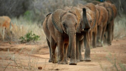 Graduation Day | Becoming Elephant: The Orphans of Reteti -- Behind the Scenes of a Historic Elephant Release