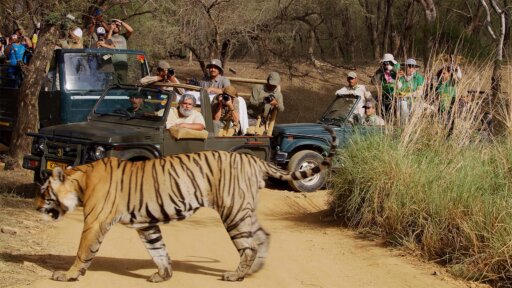 Legendary Tigers of India -- Behind the Scenes: The Fight to Save India’s Tigers