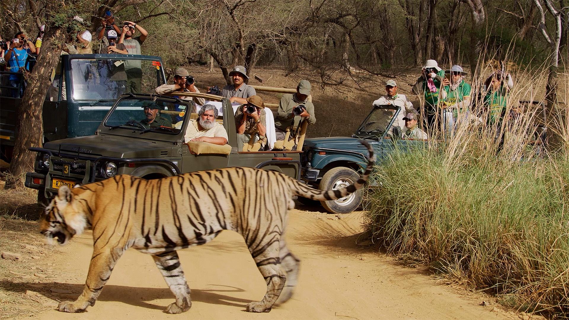Behind the Scenes: The Fight to Save India’s Tigers