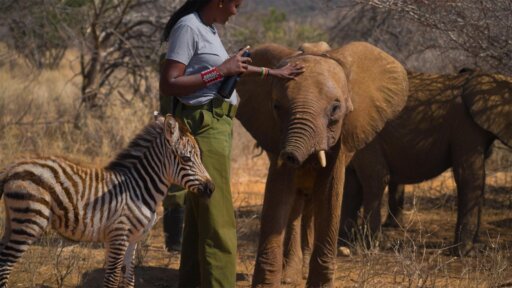 Graduation Day | Becoming Elephant: The Orphans of Reteti -- Baby Zebra Finds Her New Home
