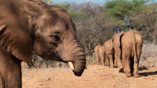Baby Steps | Becoming Elephant: The Orphans of Reteti -- This Baby Elephant Struggles to Make Friends
