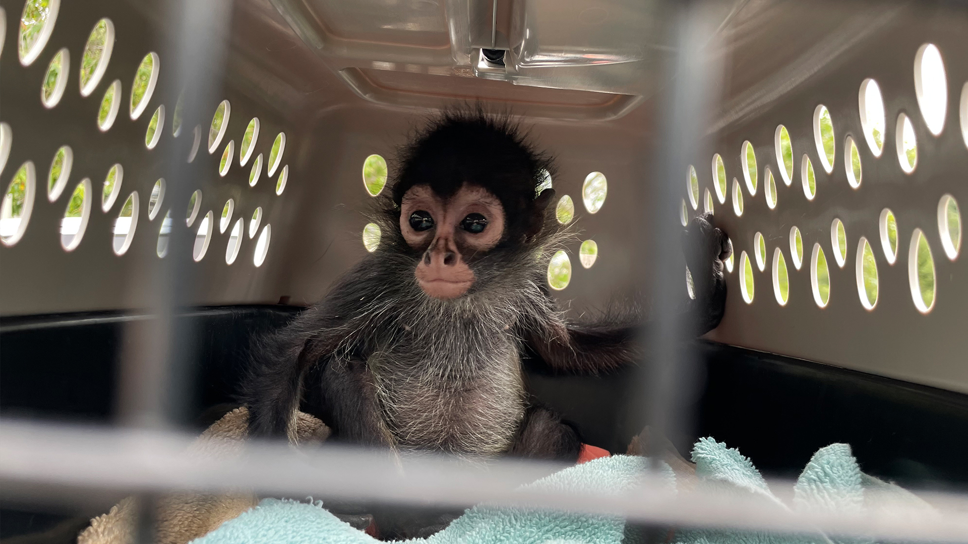 America’s Online Primate Trade Is Thriving in Plain Sight–Here’s How to Stop It