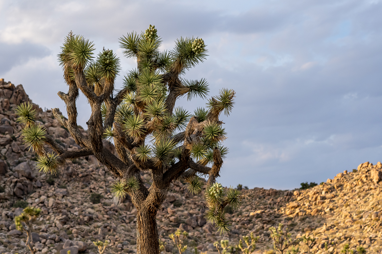 Joshua Tree National Park Fact Sheet