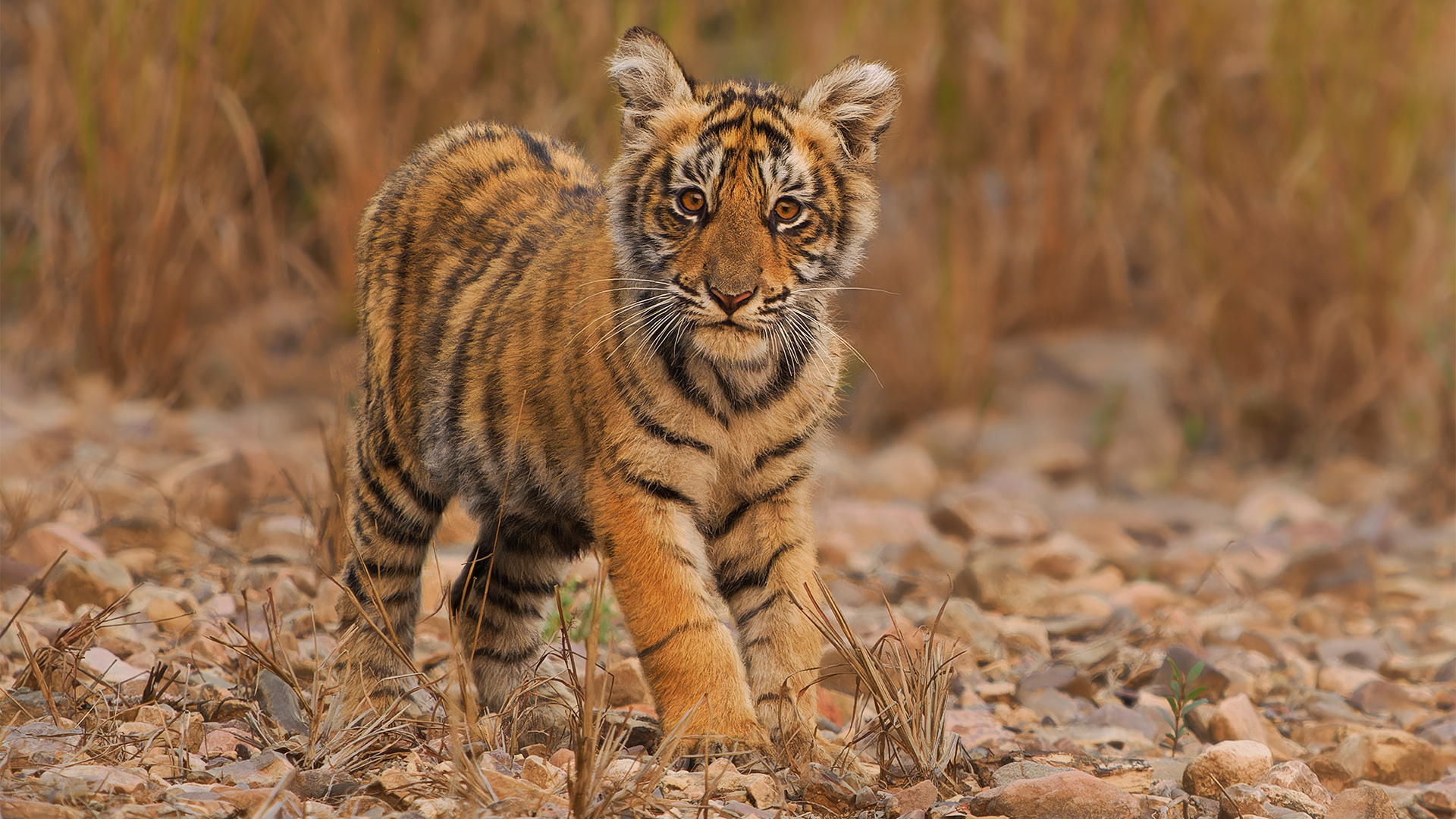 Tiger Population Surges Past 400 in One of the Greatest Wildlife Comebacks of Our Time