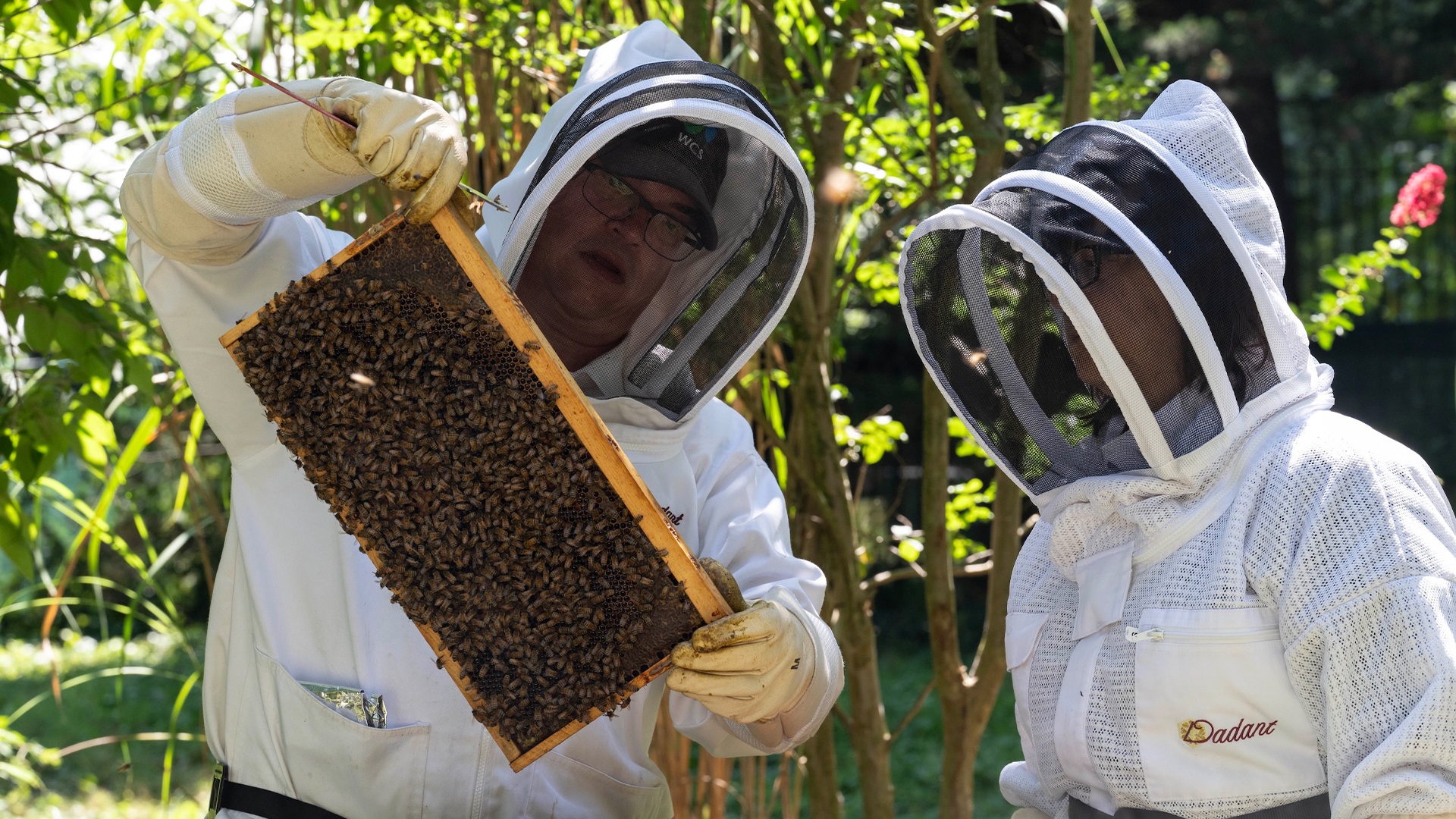Following the Bees