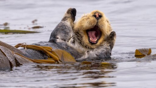 Significant Otters (Don't U Float Away) | NATURE Music Video