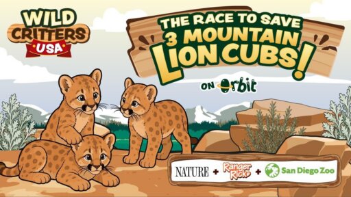 The Race To Save Three Mountain Lion Cubs | Wild Critters USA