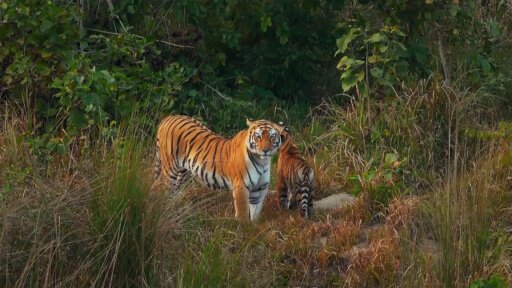 Part One | Tiger Island -- A Mother Tiger's Desperate Search for Her Cub