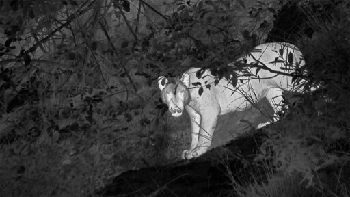 Part Two | Tiger Island -- Rare Footage Reveals What Tigers Do at Night