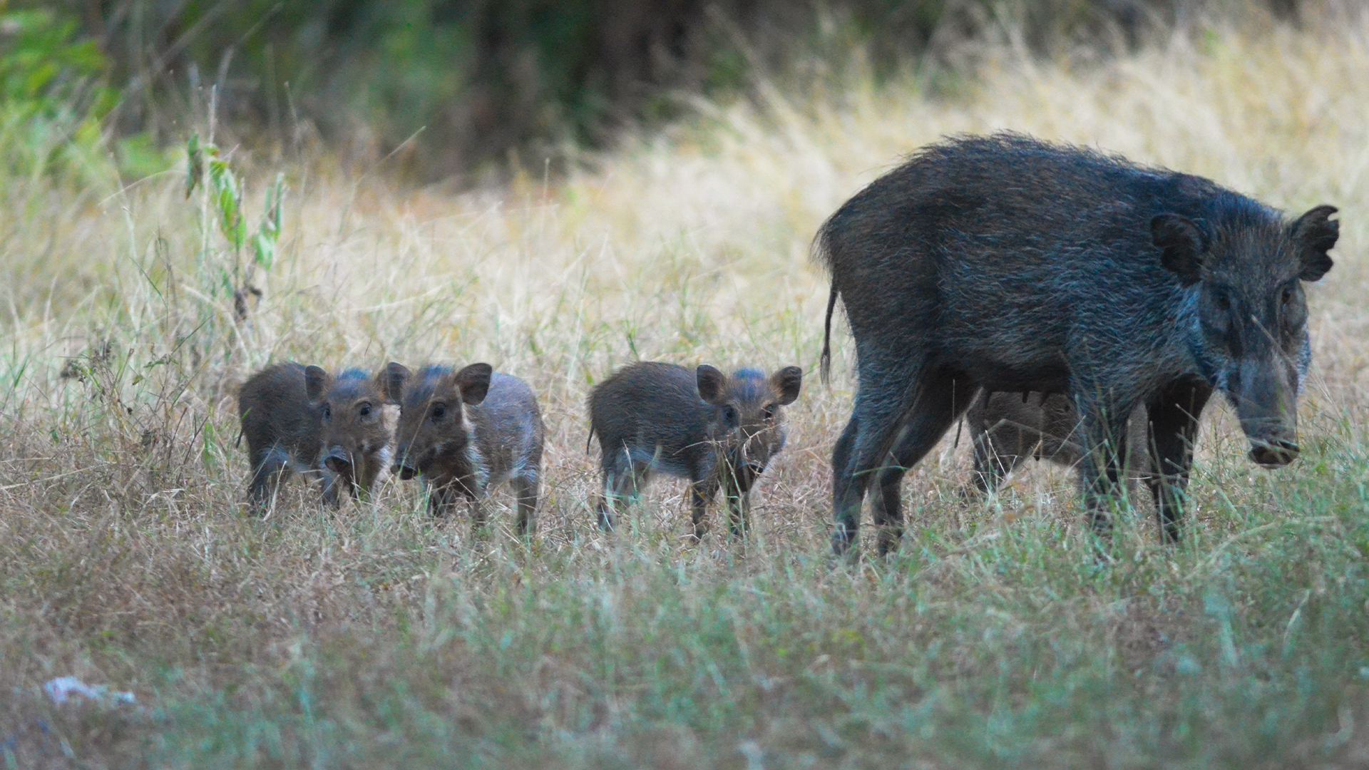 How the Yerevan Biodiversity Conference Can Help Save Asia’s Vanishing Wild Pigs