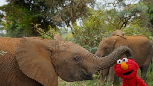 Sesame Street and the Great Elephant Adventure -- How Baby Elephants Drink, Eat and Cool Off