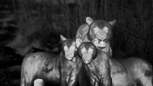 Part Two | Tiger Island -- We Thought Male Tigers Were Solitary — Until Now