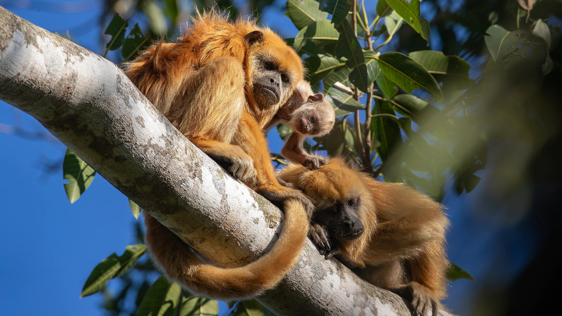 What Is the Global Biodiversity Summit and Why Does It Matter?