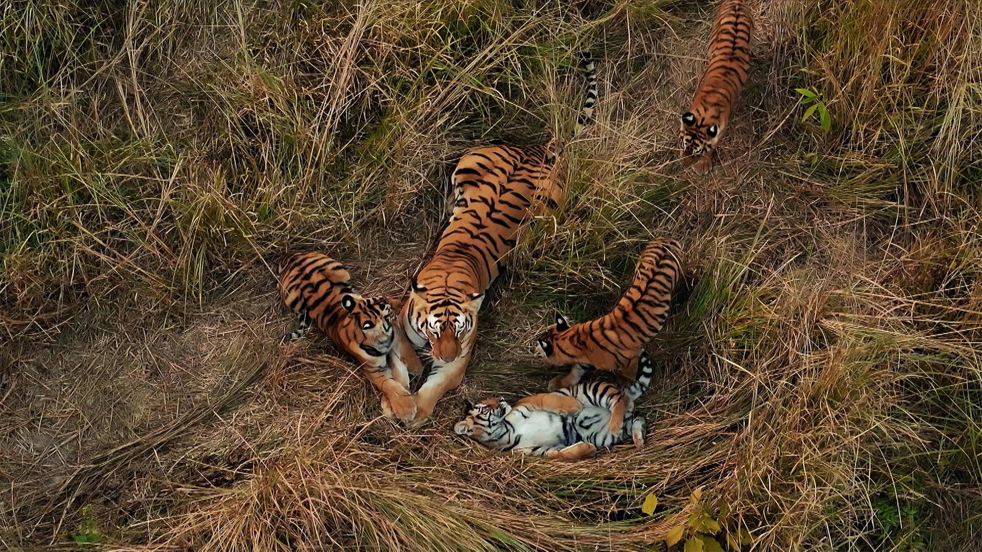Tiger Island: Part One | Tigers Aren't Supposed to Do This | Nature | PBS