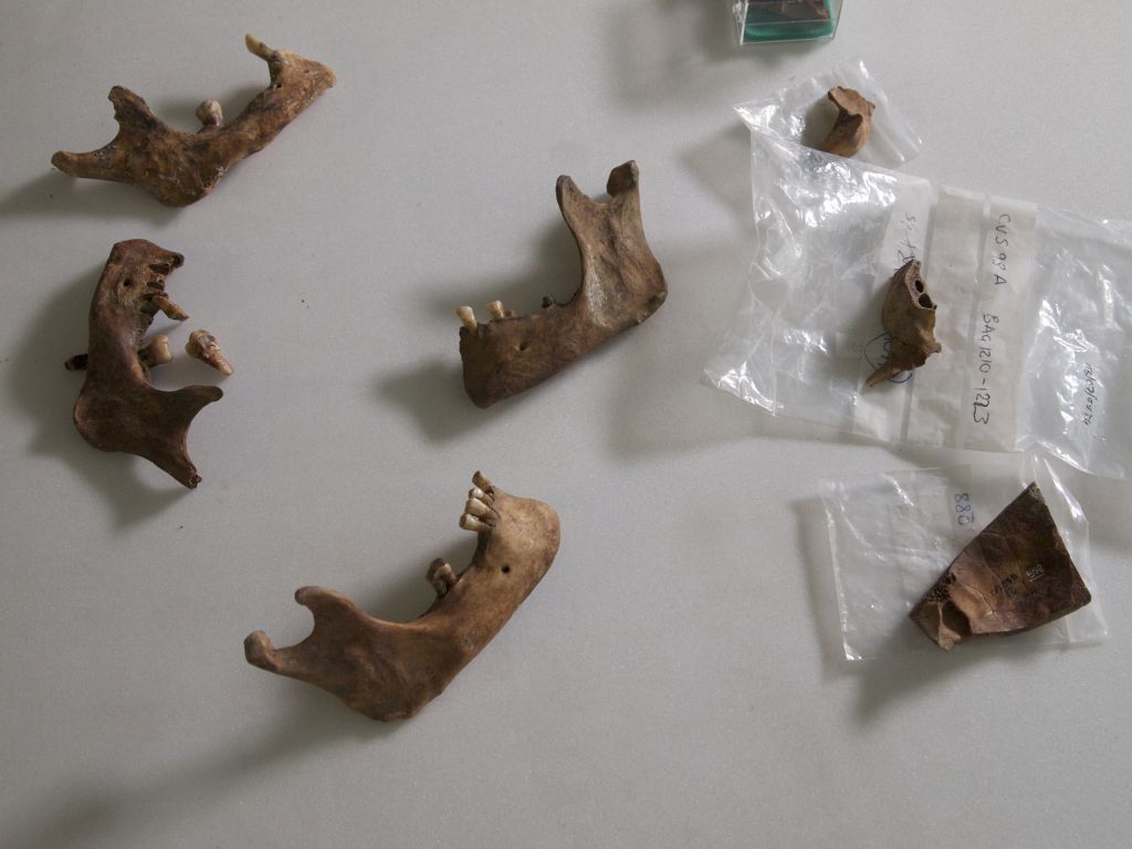A selection of the actual bones found in the pit at Craven Street.