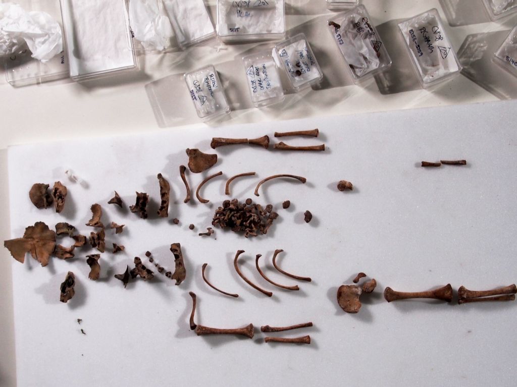 Almost complete skeleton of a baby found in the basement of Craven Street. 